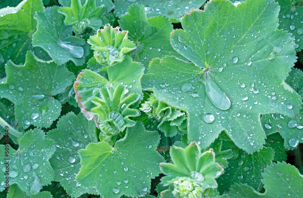 Common cuff (lat. Alchemilla vulgaris) is a perennial herbaceous medicinal plant with drops of water after rain on green terry leaves. Common cuff (lat. Alchemilla vulgaris) is a perennial herbaceous medicinal plant with drops of water after rain on green terry leaves.