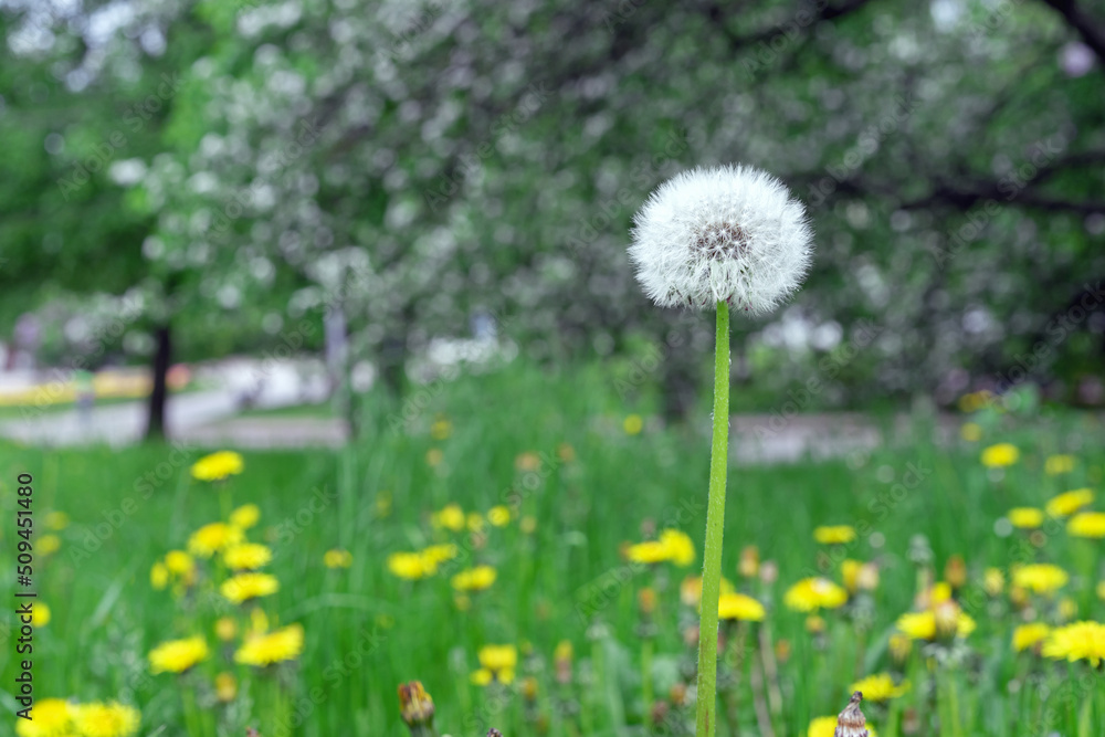 White fluffy dandelion in a meadow with green grass and yellow dandelions. White fluffy dandelion in a meadow with green grass and yellow dandelions.