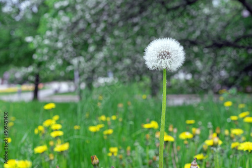 White fluffy dandelion in a meadow with green grass and yellow dandelions.