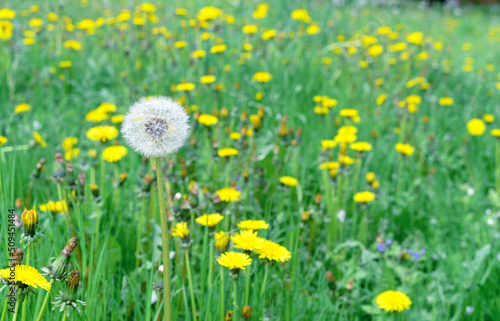 White fluffy dandelion in a meadow with green grass and yellow dandelions. © Valemaxxx