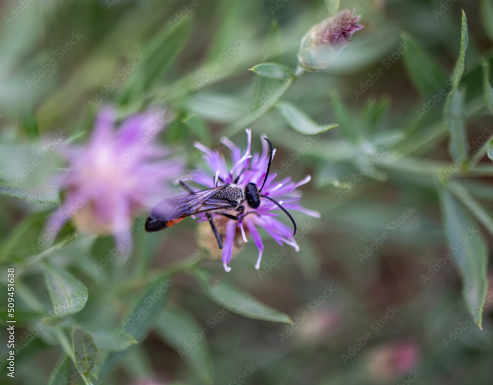 thistle flower and big wild bee, close-up. thistle flower and big wild bee, close-up.