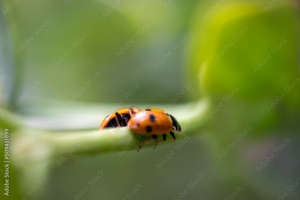 Fototapeta premium ladybugs on a leaf