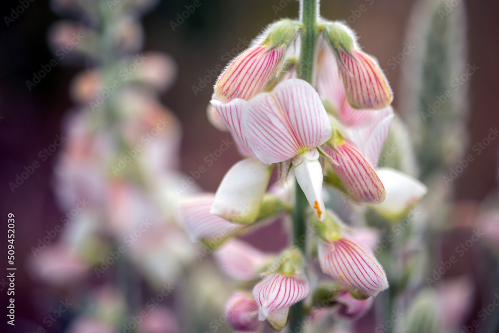 Obraz premium pink orchid on a green background
