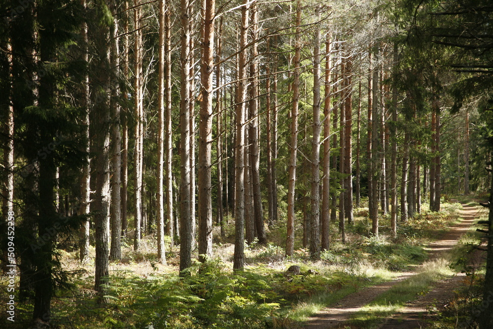 Fototapeta premium trees in the forest