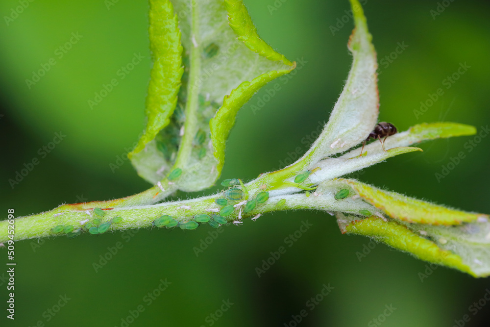 Rhopalosiphum oxyacanthae. (R. insertum) Apple-grass aphids collony caused deformation of young leaves at the top of apple tree shoots in the garden. Rhopalosiphum oxyacanthae. (R. insertum) Apple-grass aphids collony caused deformation of young leaves at the top of apple tree shoots in the garden.