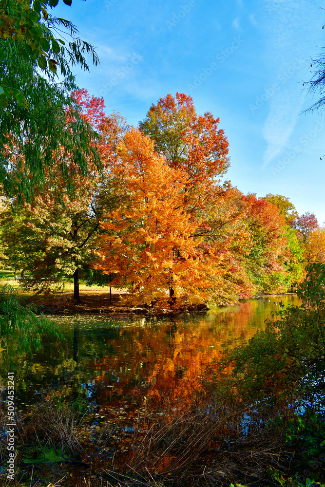 Central Park During Peak Fall Foliage (Autumn)