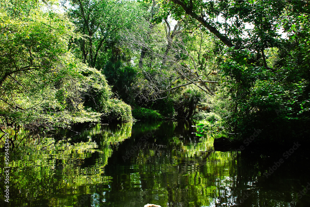 Riverside of the Rock springs run in the middle of the Central Florida swamps Riverside of the Rock springs run in the middle of the Central Florida swamps