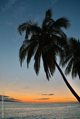 Fototapeta Naklejka Na Ścianę i Meble -  Hawaii Palm Tree Sunset