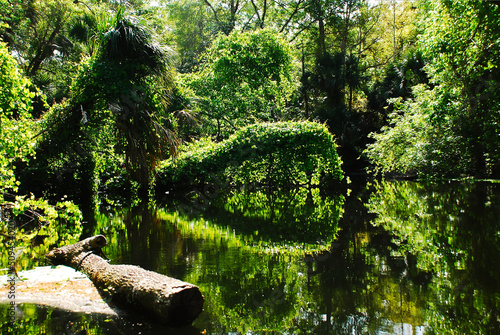 Nature of the Rock springs riverside at Kelly Park Central Florida swamps
