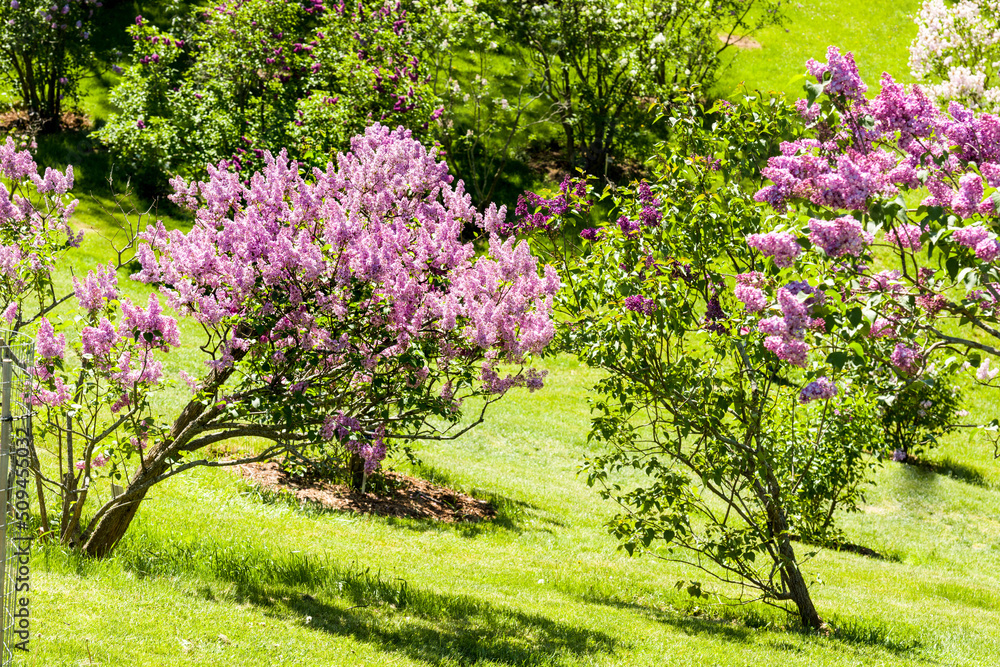 Fototapeta premium Lilac trees in full bloom, Royal Botanical Gardens, Ontario, Canada.
