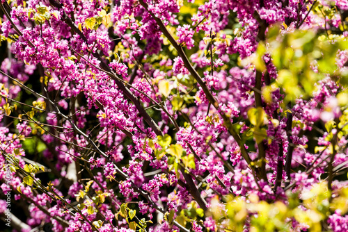 Closeup of redbud branches with flowers. © George