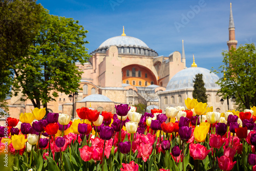 Photography Tulips and Hagia Sophia