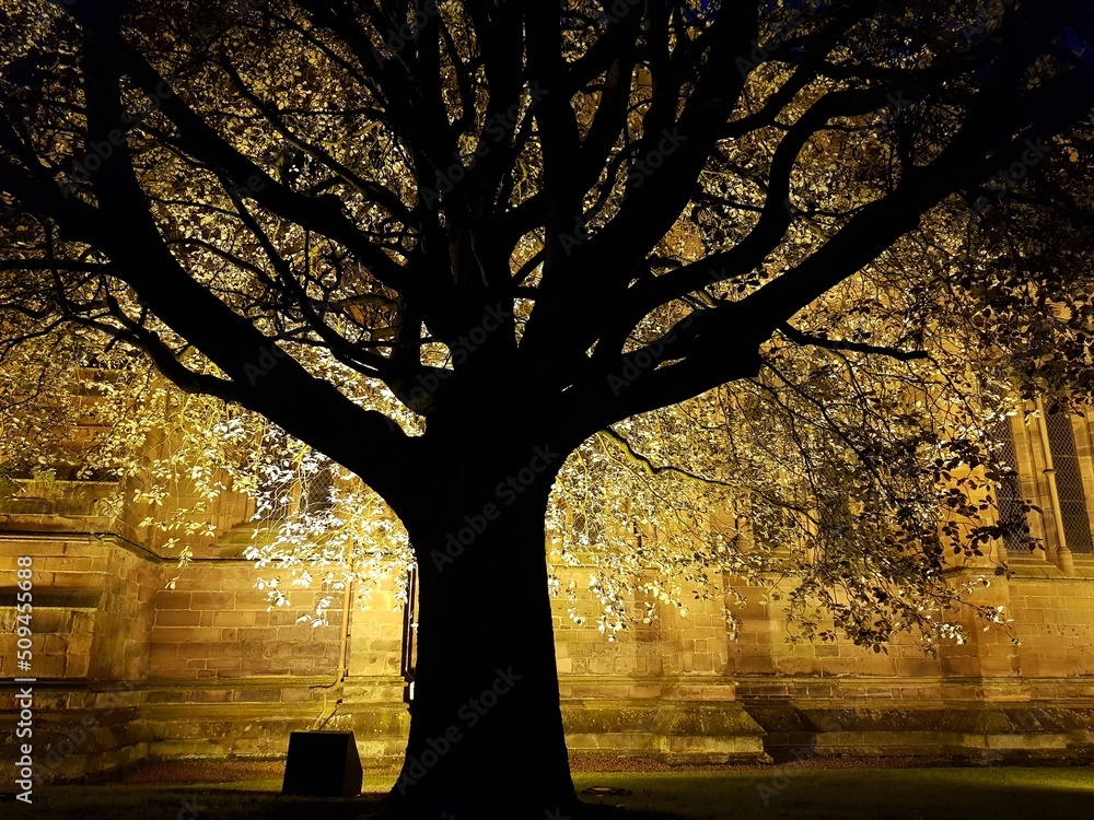 Obraz na płótnie Oświetlone drzewo w okolicy katerdry w Carlisle w salonie