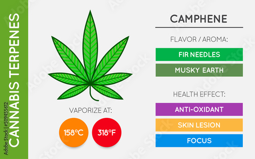 Cannabis Terpene Guide Information Chart. Aroma and Flavor with Health Benefits and Vaporize Temperature. Vector.