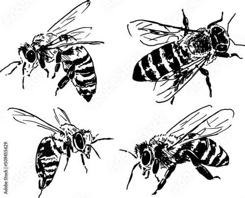 Set of hand sketches of bees. Vector illustration.