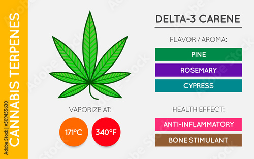 Cannabis Terpene Guide Information Chart. Aroma and Flavor with Health Benefits and Vaporize Temperature. Vector.
