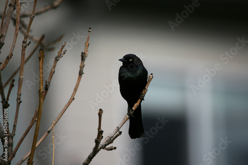 Blackbird