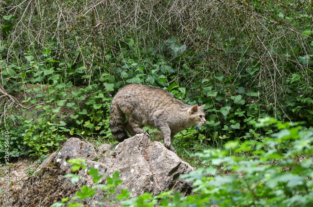 Fototapeta premium Wildkatze auf der Jagd