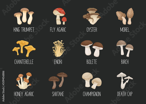 Vector Edible and Poisonous Inedible Mushrooms. Hand Drawn Cartoon Mushroom Icon Set. Different Mushrooms Isolated. Fly Agaric, Champignon, Death Cap, Shiitake, Enoki, King Trumpet, Bolete
