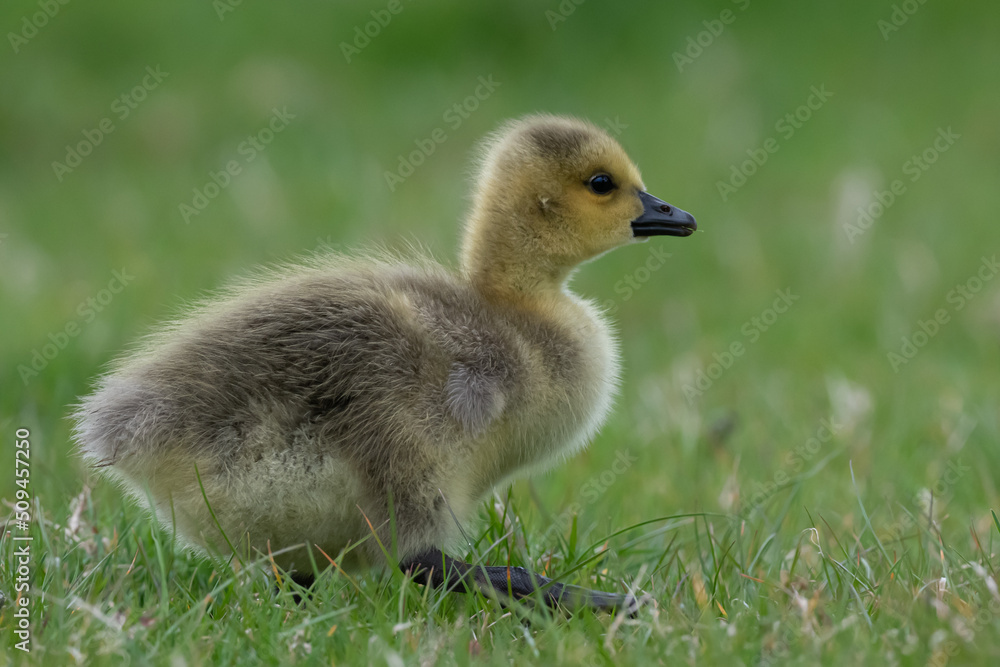 Young canadian goose gosling out for a stroll Young canadian goose gosling out for a stroll