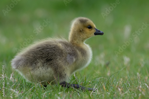 Young canadian goose gosling out for a stroll