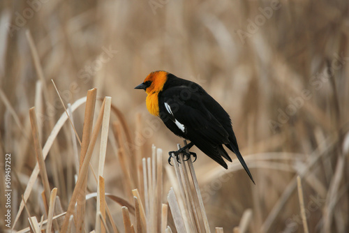 Yellow headed blackbird