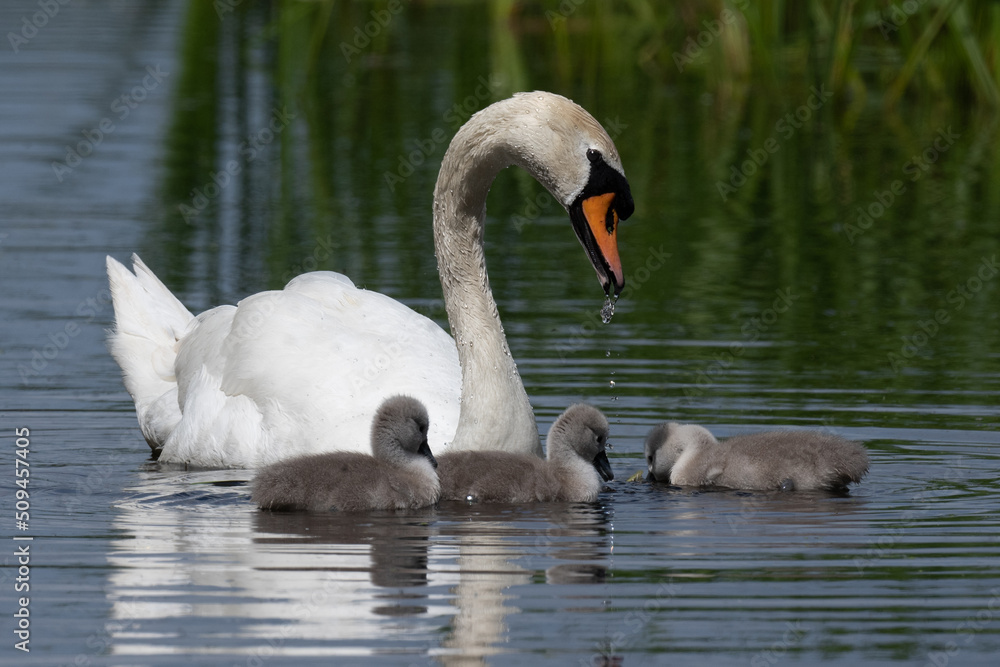 Proud mute swan and her three tiny signets Proud mute swan and her three tiny signets