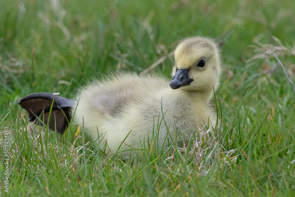 Young canadian goose gosling out for a stroll Young canadian goose gosling out for a stroll
