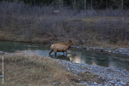 CaRIBOO bANFF nATIONAL pARK