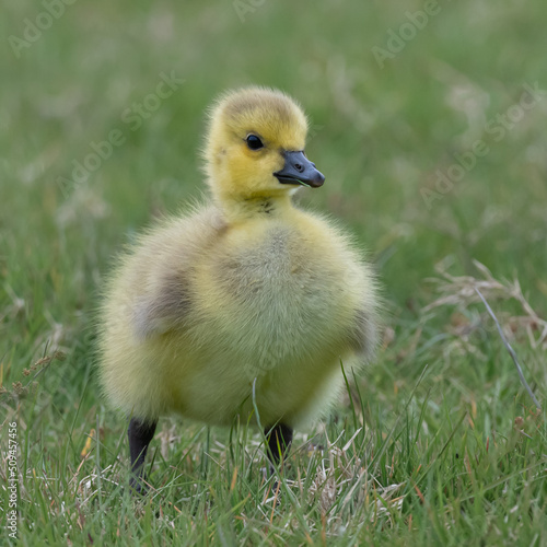 Ταπετσαρία Young canadian goose gosling out for a stroll in the park