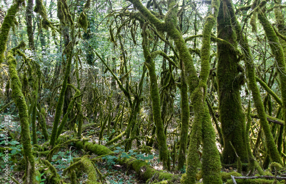 Fototapeta premium green mossy forest