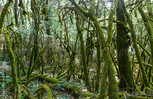 green mossy forest