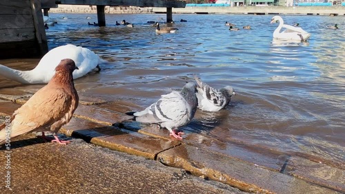 Birds bathing in water near docks.