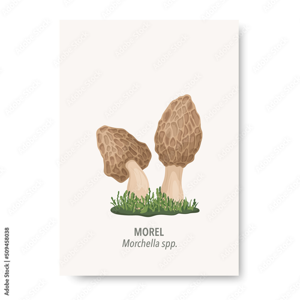 Vector Morel Mushroom Icon Isolated on White. Hand Drawn Cartoon Morel