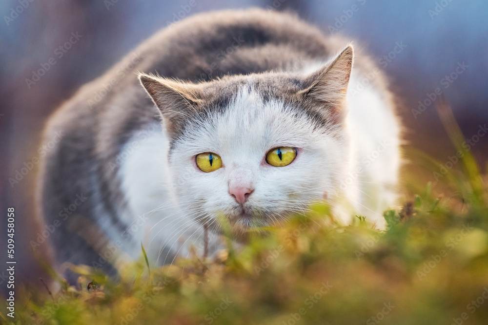 A large white spotted cat in the garden is bent to the ground and looks intently ahead