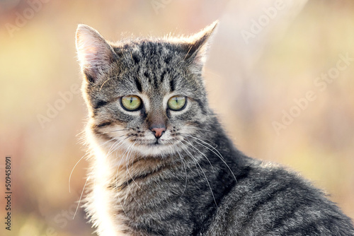 Young striped cat with a close look in the garden on a blurred background © Volodymyr
