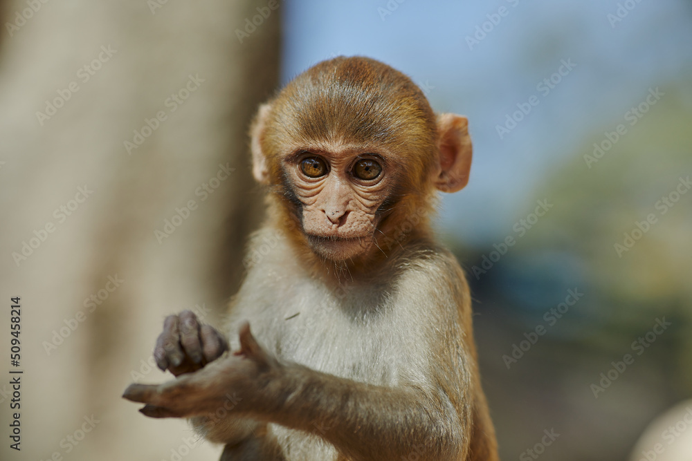 Monkeypox virus, monkeys in the wild spread the virus Monkeypox virus, monkeys in the wild spread the virus