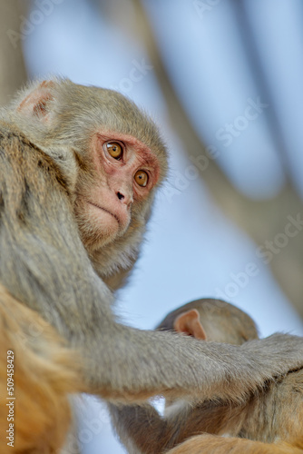 Fototapeta Naklejka Na Ścianę i Meble -  Monkeypox virus, monkeys in the wild spread the virus