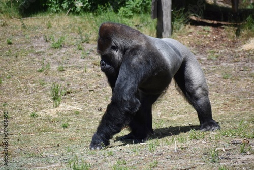 Gorilla walking around, in Safari Park Beekse Bergen in Netherlands.
