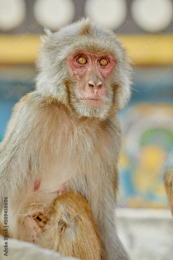 Naklejka premium Monkeypox virus, monkeys in the wild spread the virus