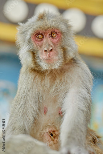 Monkeypox virus  monkeys in the wild spread the virus