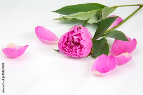 Fototapeta Naklejka Na Ścianę i Meble -  Pink spring bloom peony flower isolated on the white background