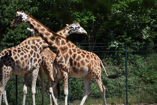 Group of giraffes at Safari Park Beekse Bergen, in Netherlands.