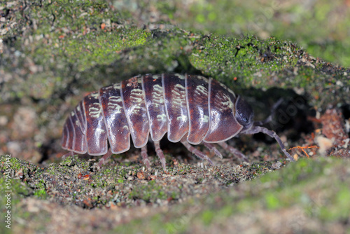 Close up of a woudlouse species   Porcellio spinicornis.