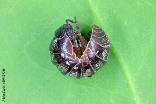 Close up of a woudlouse species , Porcellio spinicornis. photo