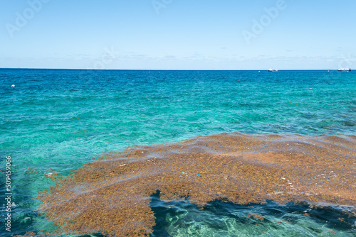 sargassum floating in the mexican caribbean sea photo