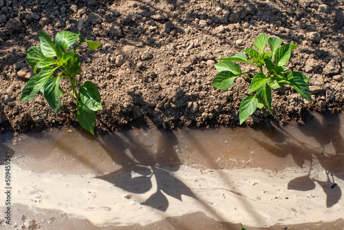 pequeñas plantas de pimenteras con surco regado con agua, huerto de verano, huerta en riego photo