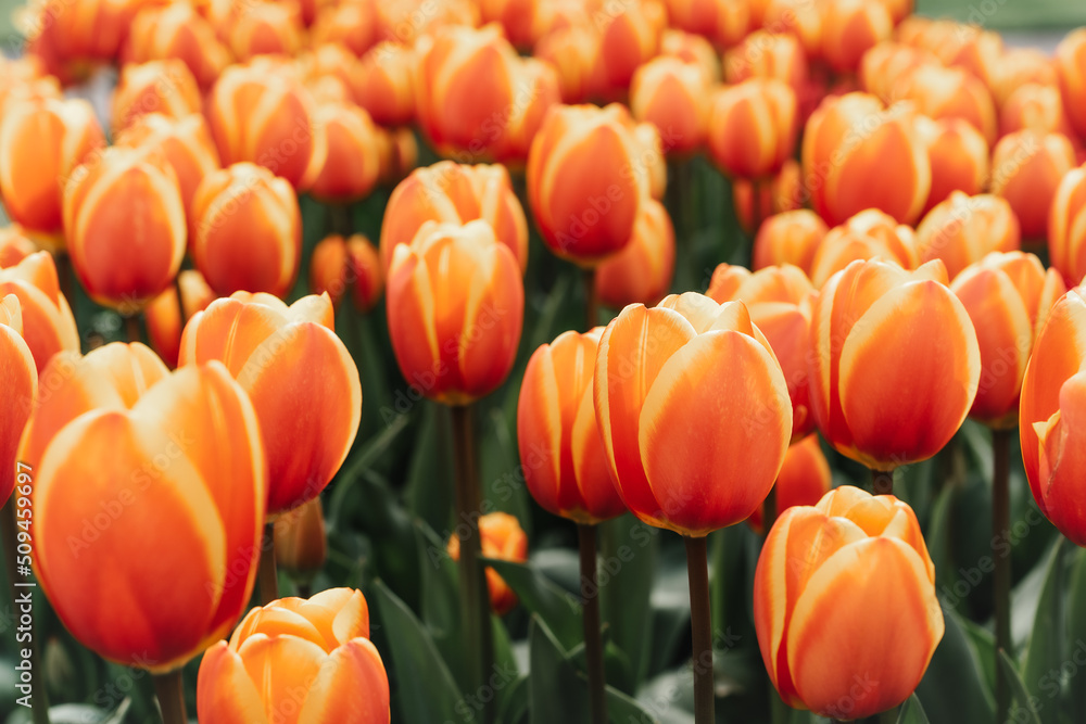 Flower Flower