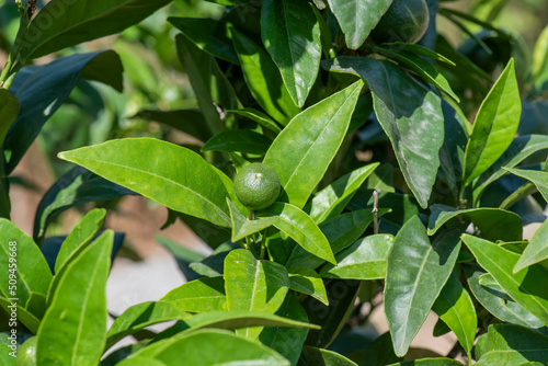 Naranja pequeña verde en crecimiento. Arbol, naranjo.