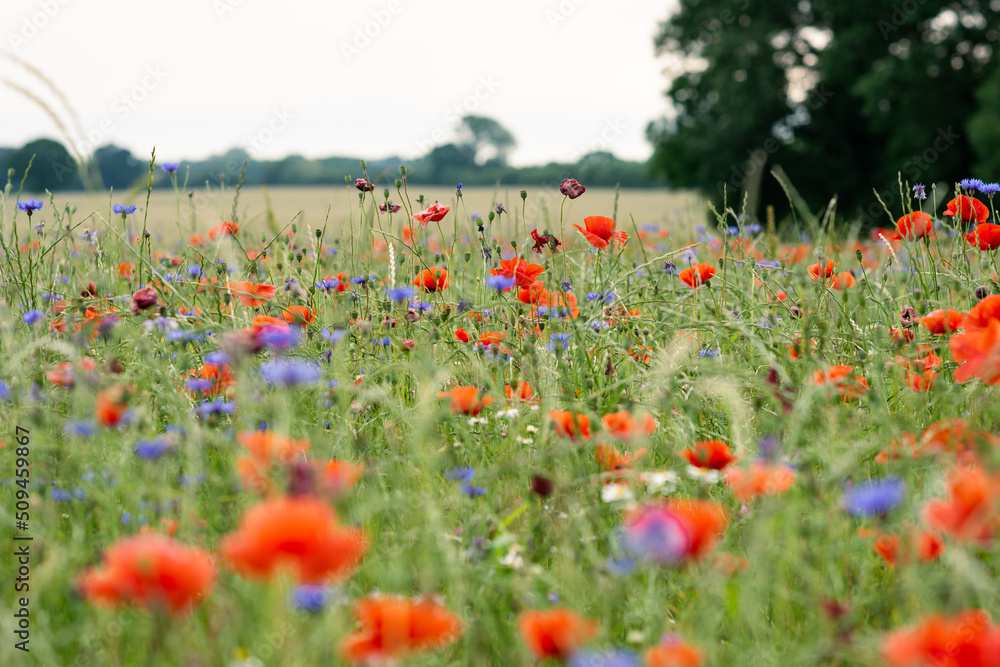 Obraz premium Meadow of colorful summer flowers